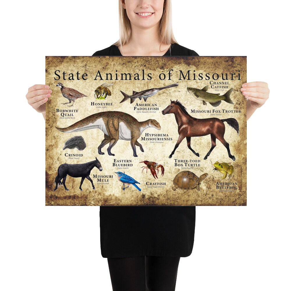 Missouri State Animals Poster Print - Etsy