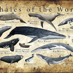 Whales of the World Poster Print - SIGNED BY ARTIST!