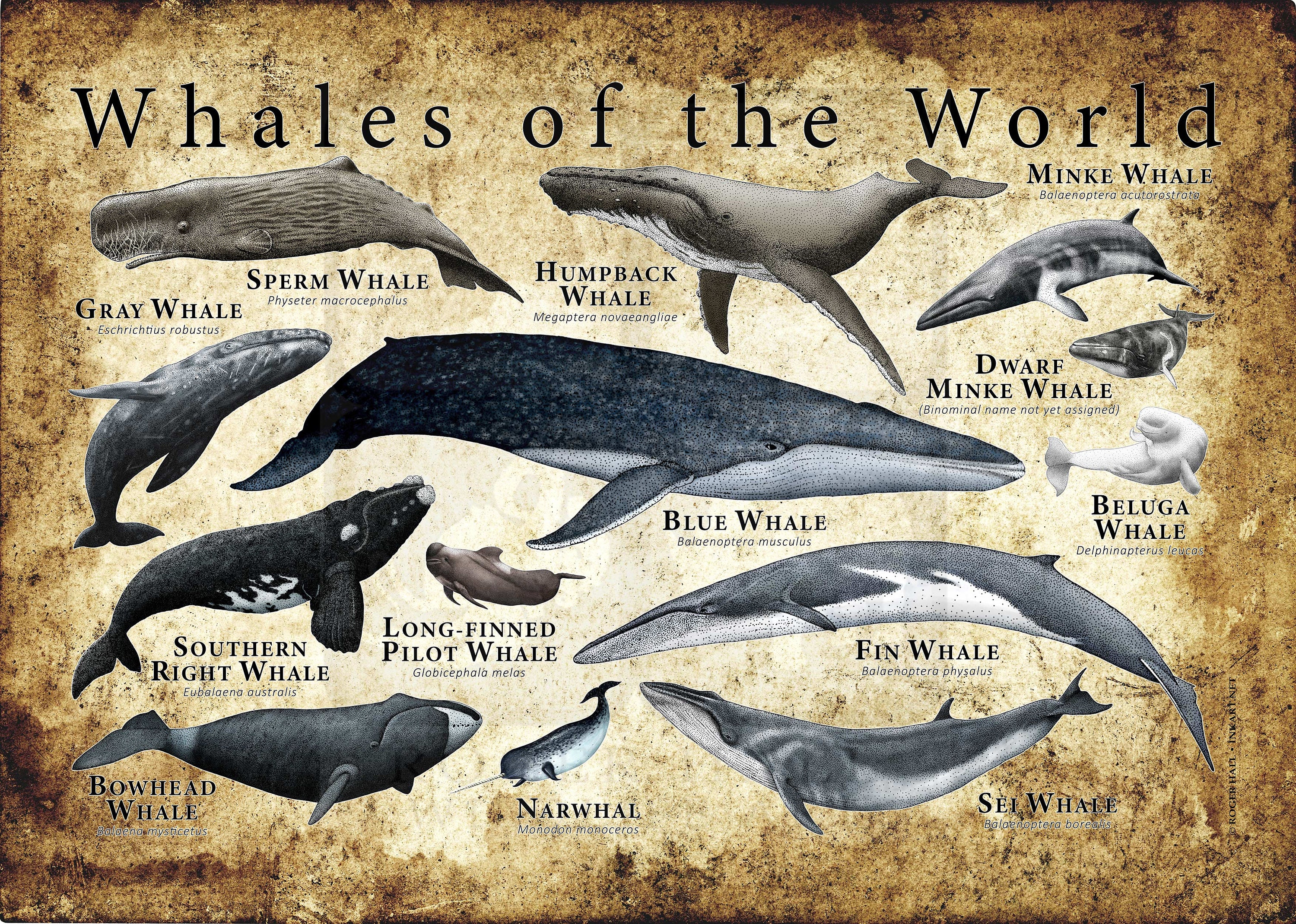 世界のクジラのポスタープリント - アーティストのサイン入り! - Etsy 日本