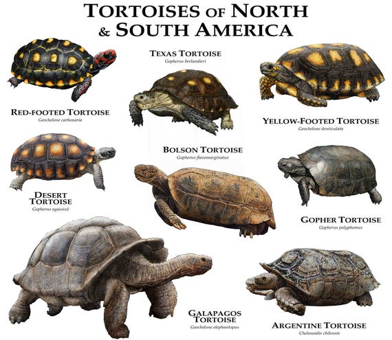 Tortoises Of North Central And South America Poster Print Etsy