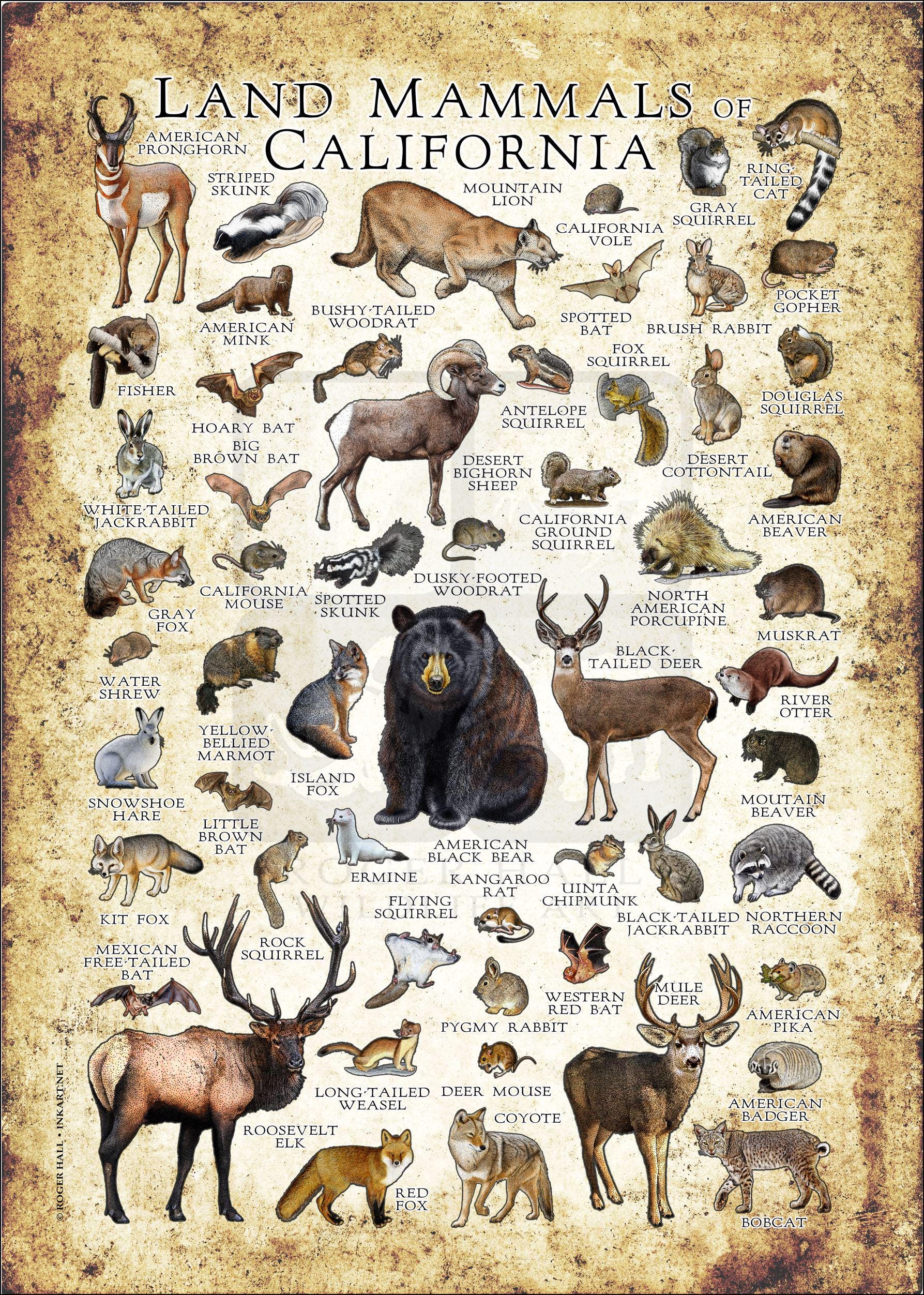 California Mammals Poster Print: Signed Wildlife Art Field Guide - Etsy