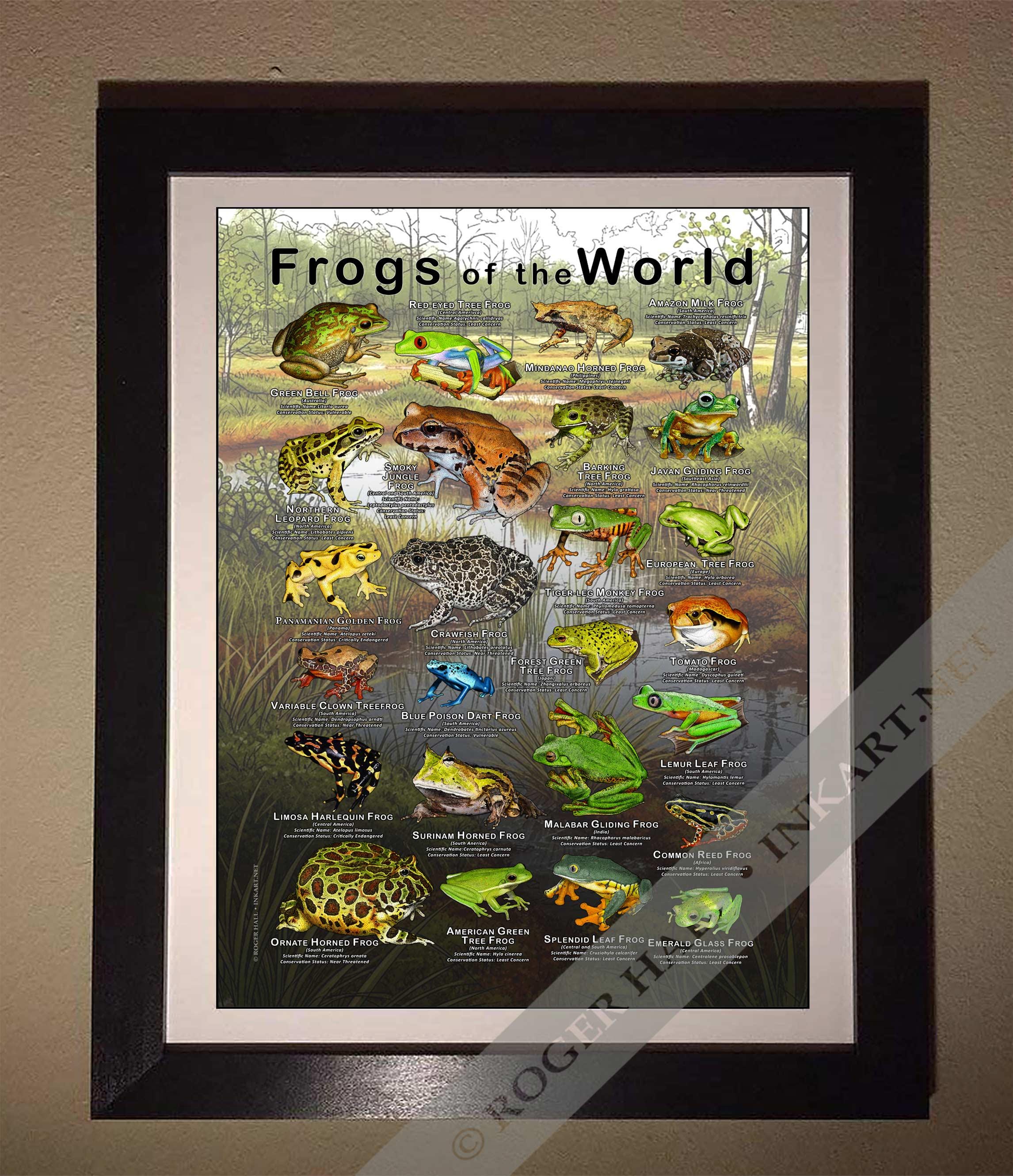 Frogs of the World Poster Print - SIGNED BY ARTIST! - Etsy