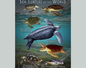 Sea Turtles of the World Poster Print - SIGNED BY ARTIST!