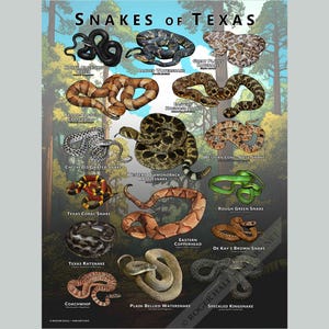 Impresión de póster/guía de campo de Serpientes de Texas: ¡FIRMADO POR EL ARTISTA!