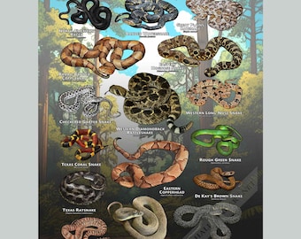 Snakes of Texas Poster Print/Field Guide - SIGNED BY ARTIST!
