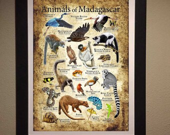 マダガスカルの動物のポスタープリント - アーティストのサイン入り