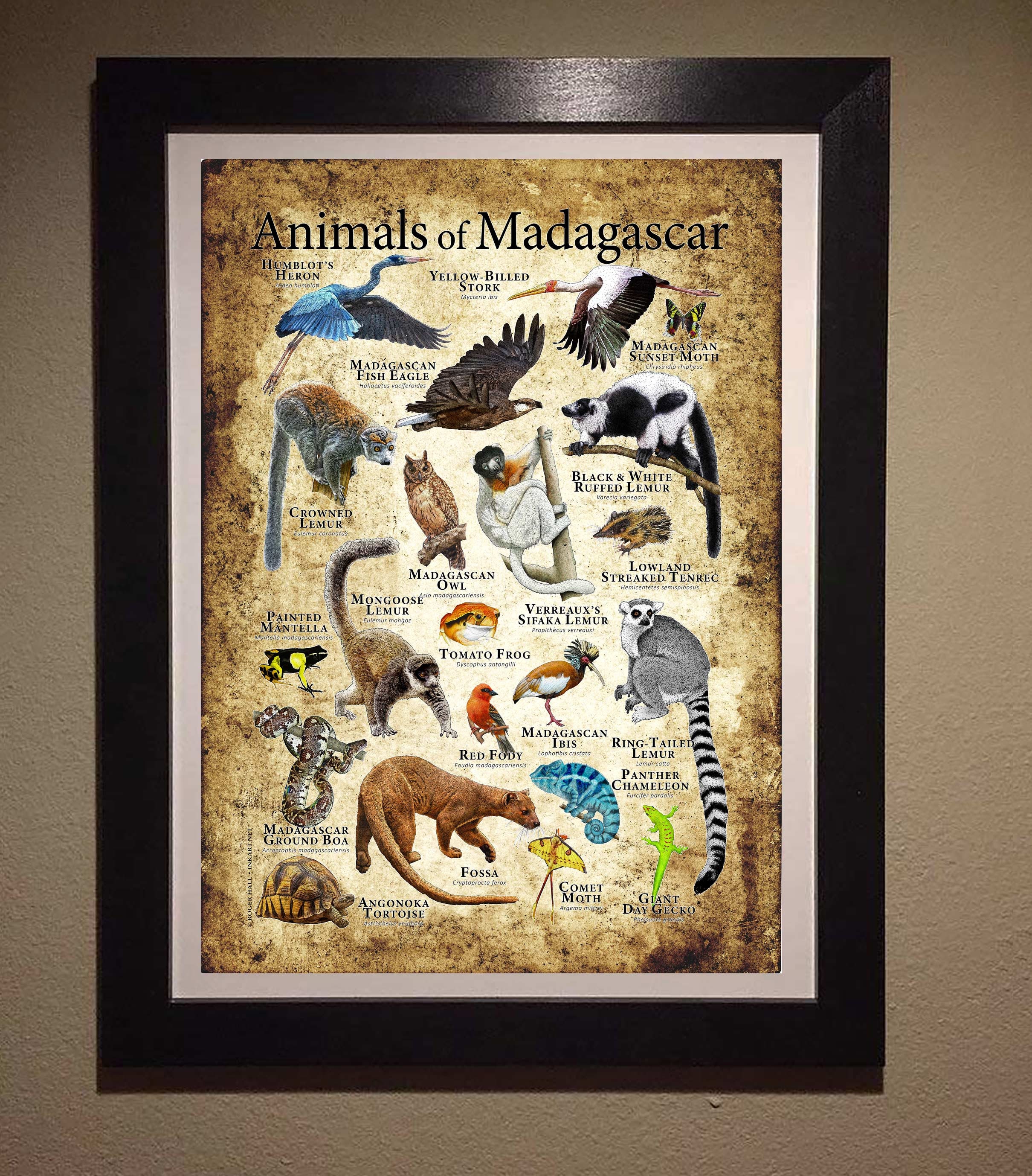 Animals of Madagascar Poster Print - Etsy Animals of Madagascar Poster Print - Etsy