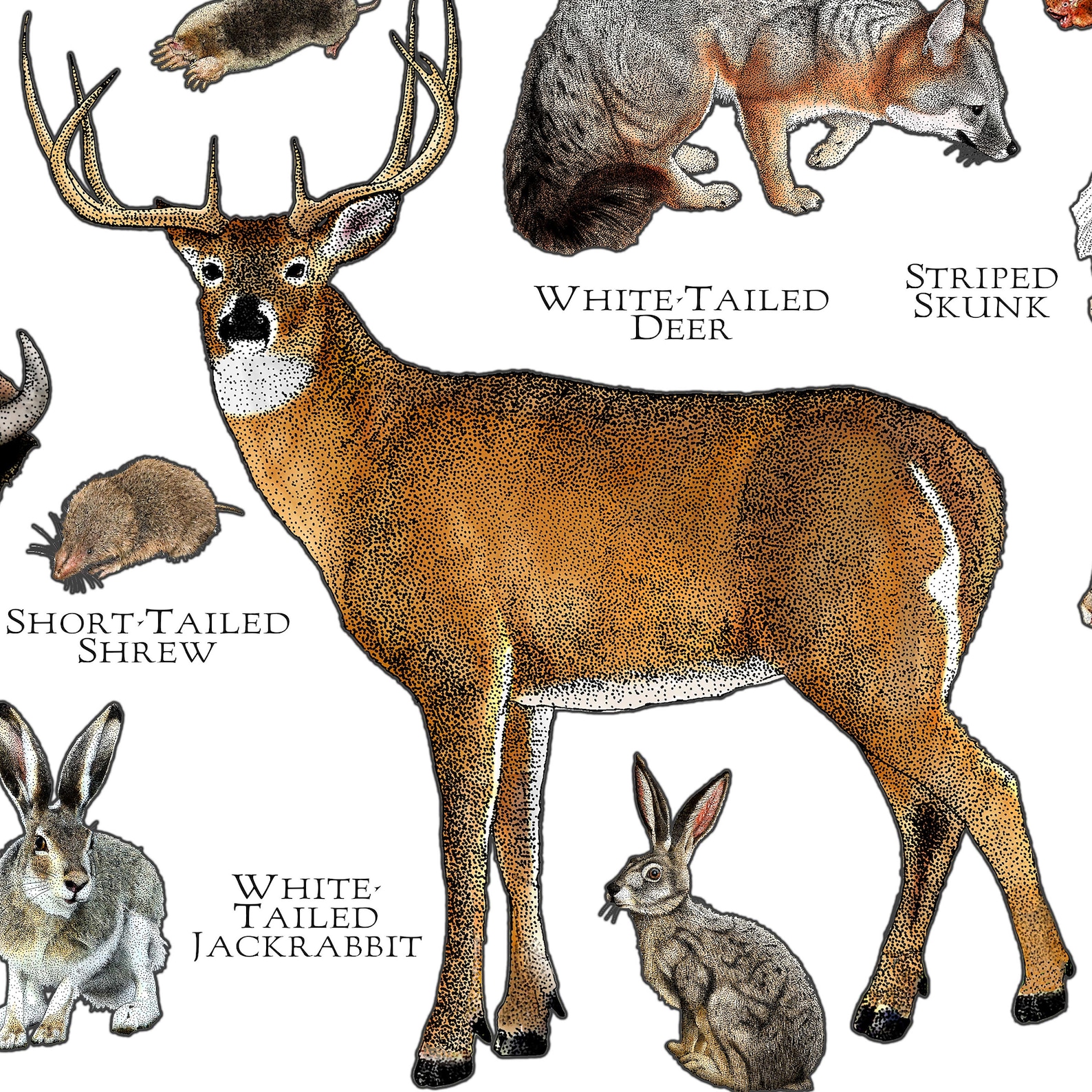Mammals of Missouri Poster Print / Missouri Mammals Field Etsy