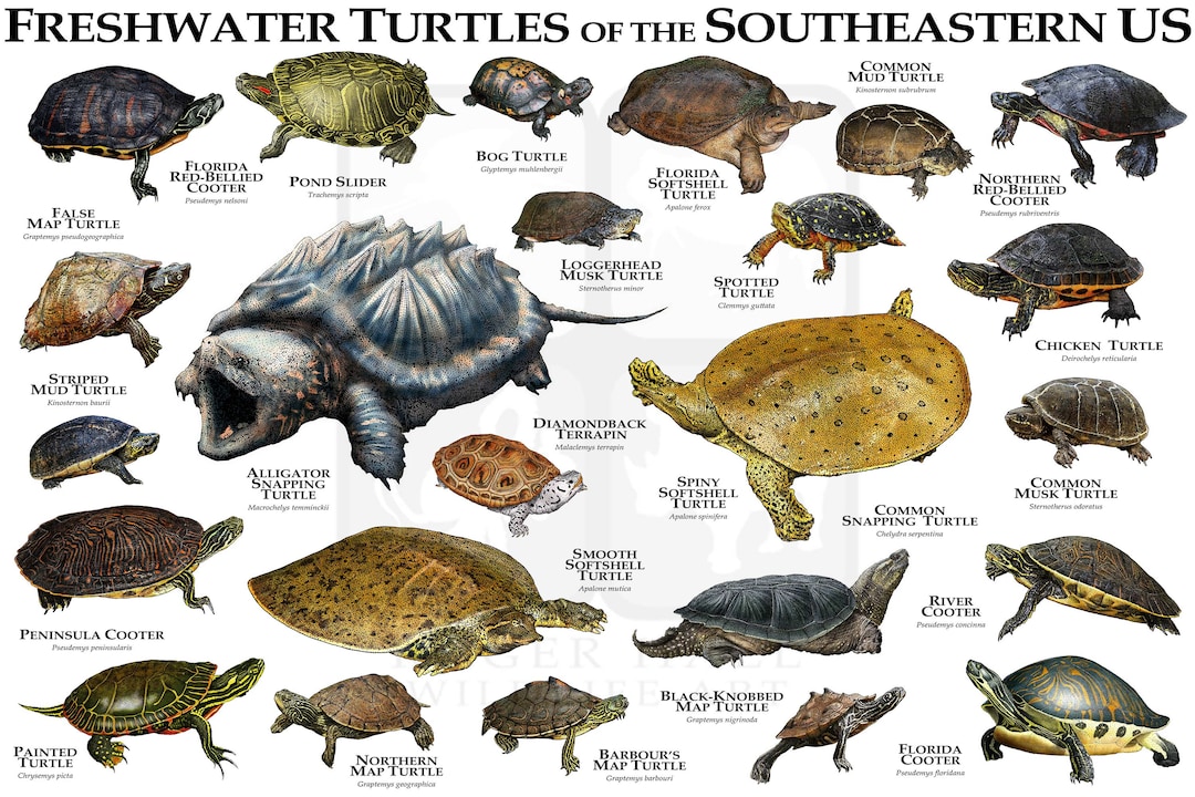 Freshwater Turtles of the Southeastern US Art Print / Field Guide