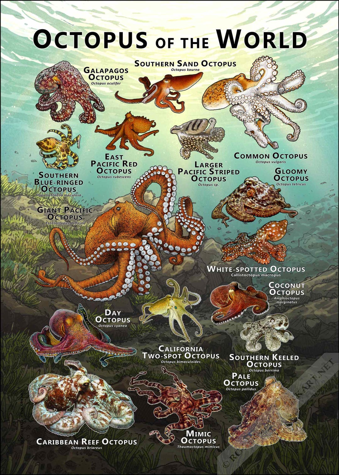 Octopus of the World-posterprint - GESIGNEERD DOOR KUNSTENAAR! - Etsy België, image size:1080x1513