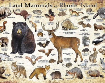 Land Mammals of Rhode Island Poster Print / Rhode Island Mammals Field Guide