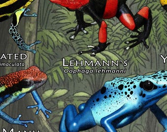 ヤドクガエルのポスタープリント - アーティストのサイン入り! - Etsy 日本