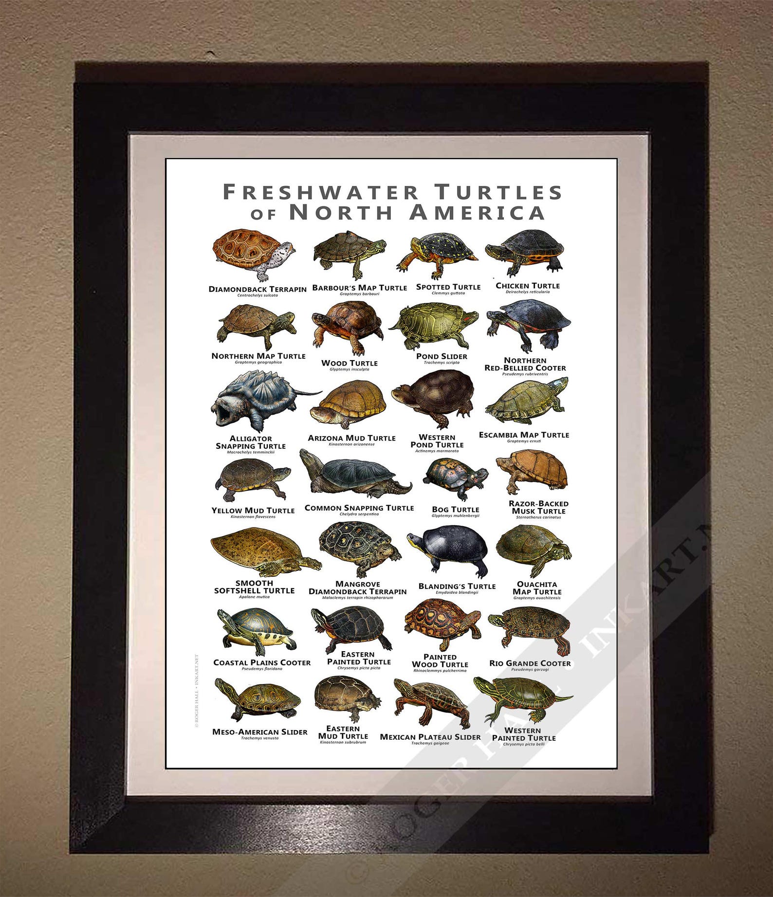 Turtle Picture Guide Freshwater Turtles of North America Art Print / Field Guide - SIGNED BY ...