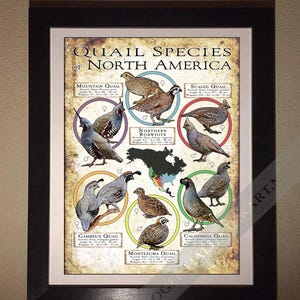 Quail Species of North America Poster Print/field Guide - SIGNED BY ...