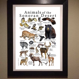 Animals of the Sonoran Desert Poster image 7