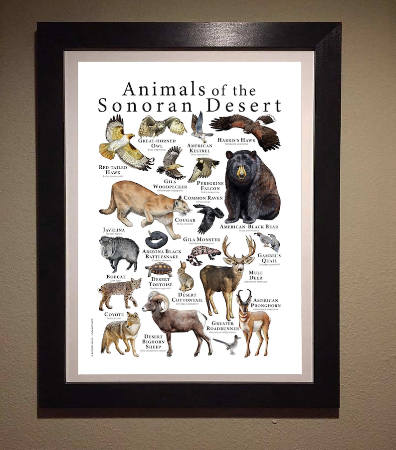 Animals of the Sonoran Desert Poster image 7