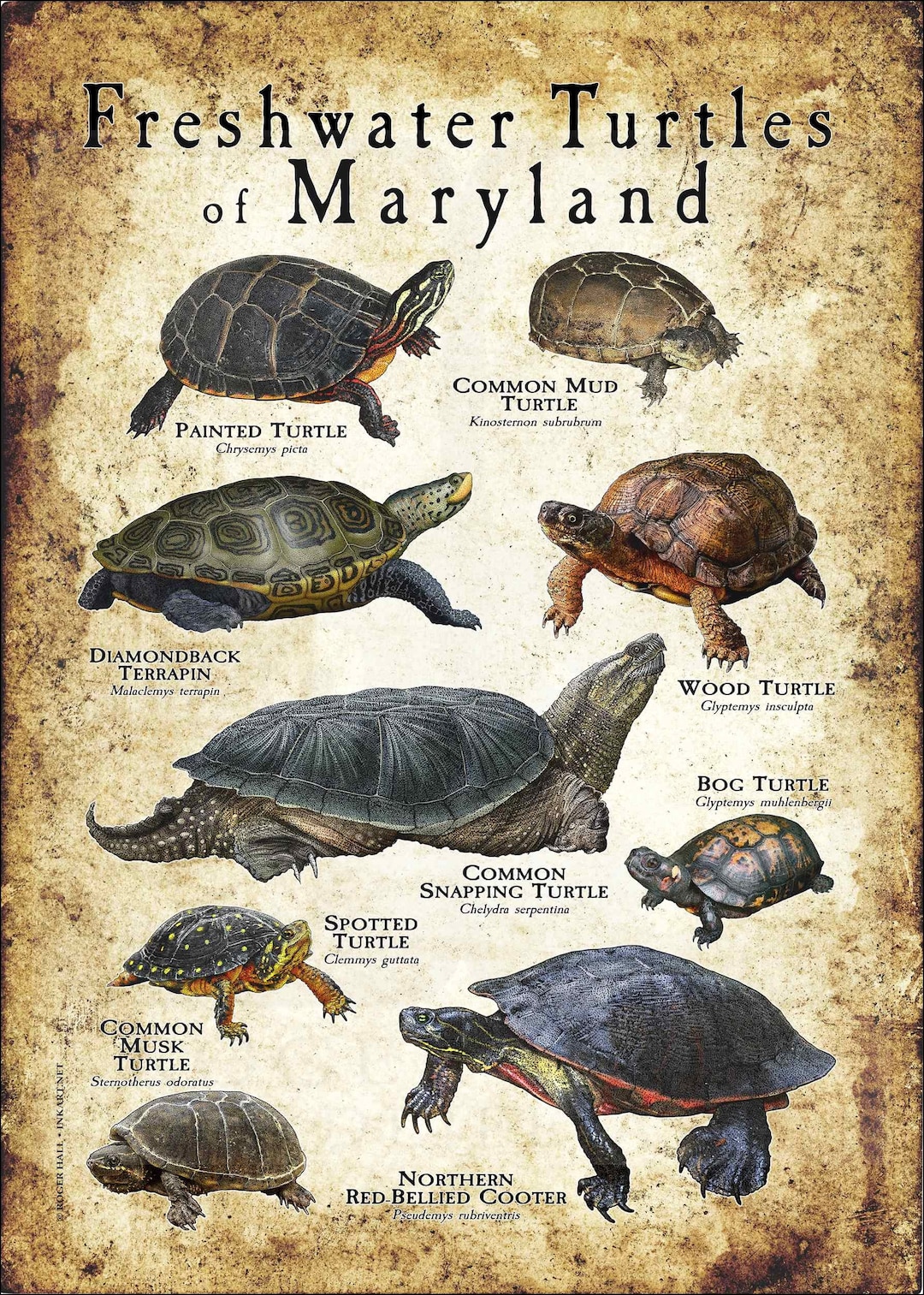 Freshwater Turtles of Maryland Poster Print Field Guide Etsy