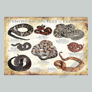 以下が含まれることがあります： 「VENOMOUS SNAKES OF FLORIDA」と題された長方形のポスター。Eastern Cottonmouth、Eastern Coral Snake、Eastern Diamondback Rattlesnake、Dusky Pygmy Rattlesnake、Timber Rattlesnake、Carolina Pygmy Rattlesnake、Florida Cottonmouth、Eastern Copperheadの8種類のヘビの精巧なイラストが描かれています。