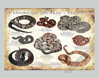 Puede incluir: Un póster rectangular titulado VENOMOUS SNAKES OF FLORIDA que presenta ilustraciones detalladas de ocho serpientes: Eastern Cottonmouth, Eastern Coral Snake, Eastern Diamondback Rattlesnake, Dusky Pygmy Rattlesnake, Timber Rattlesnake, Carolina Pygmy Rattlesnake, Florida Cottonmouth y Eastern Copperhead.