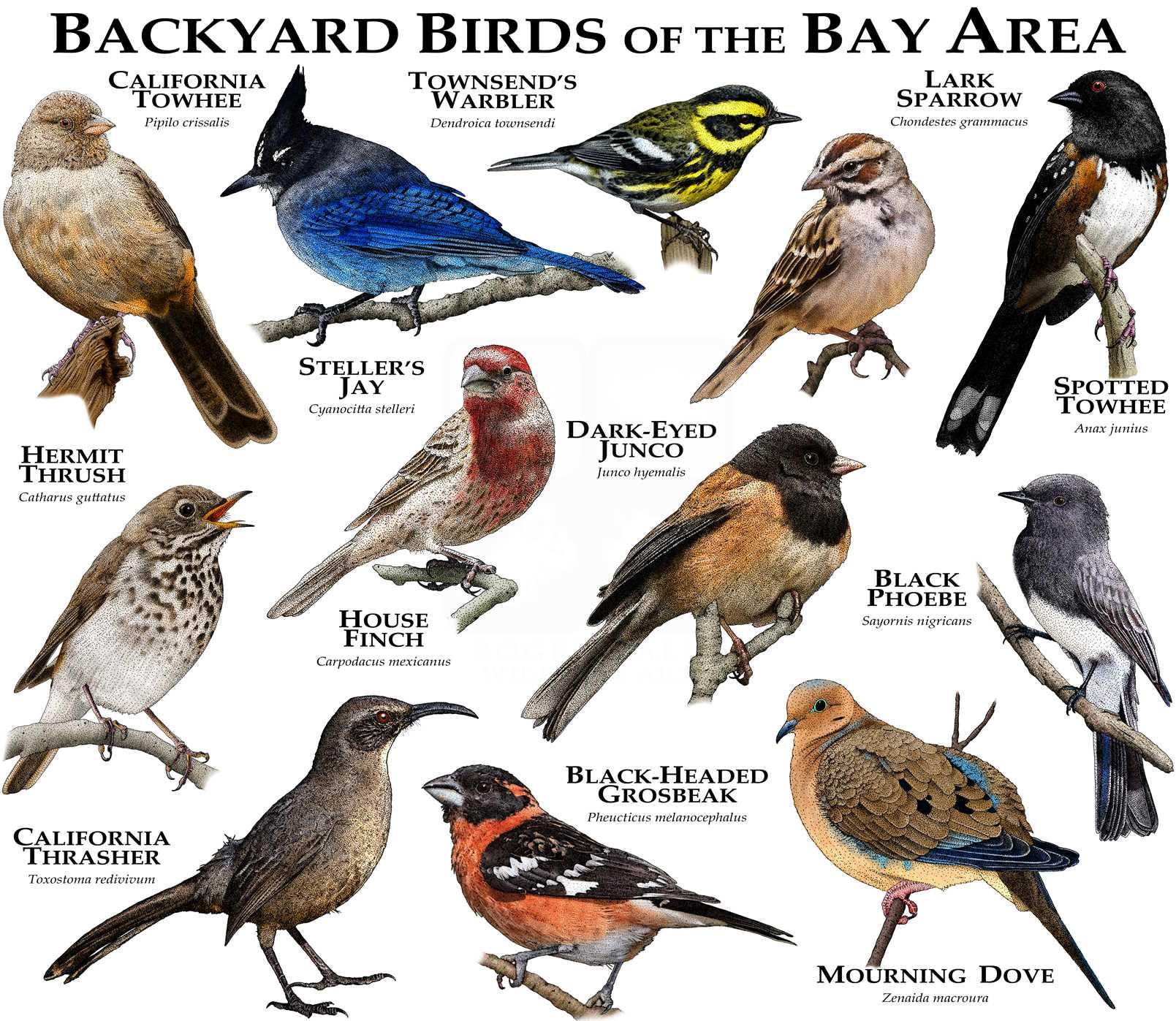 Backyard Birds of the Bay Area Etsy Ireland
