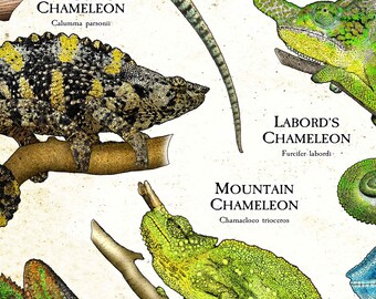 Chameleons on the World Poster Print - SIGNED BY ARTIST! - Etsy