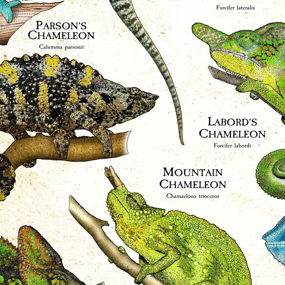 Chameleons on the World Poster Print - SIGNED BY ARTIST! - Etsy