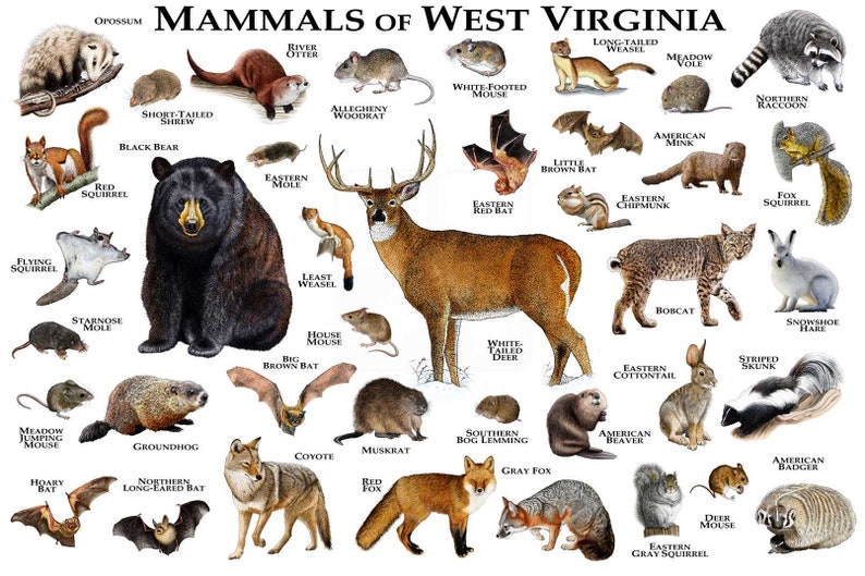 Mammals of West Virginia Poster Print / West Virginia Mammals Etsy