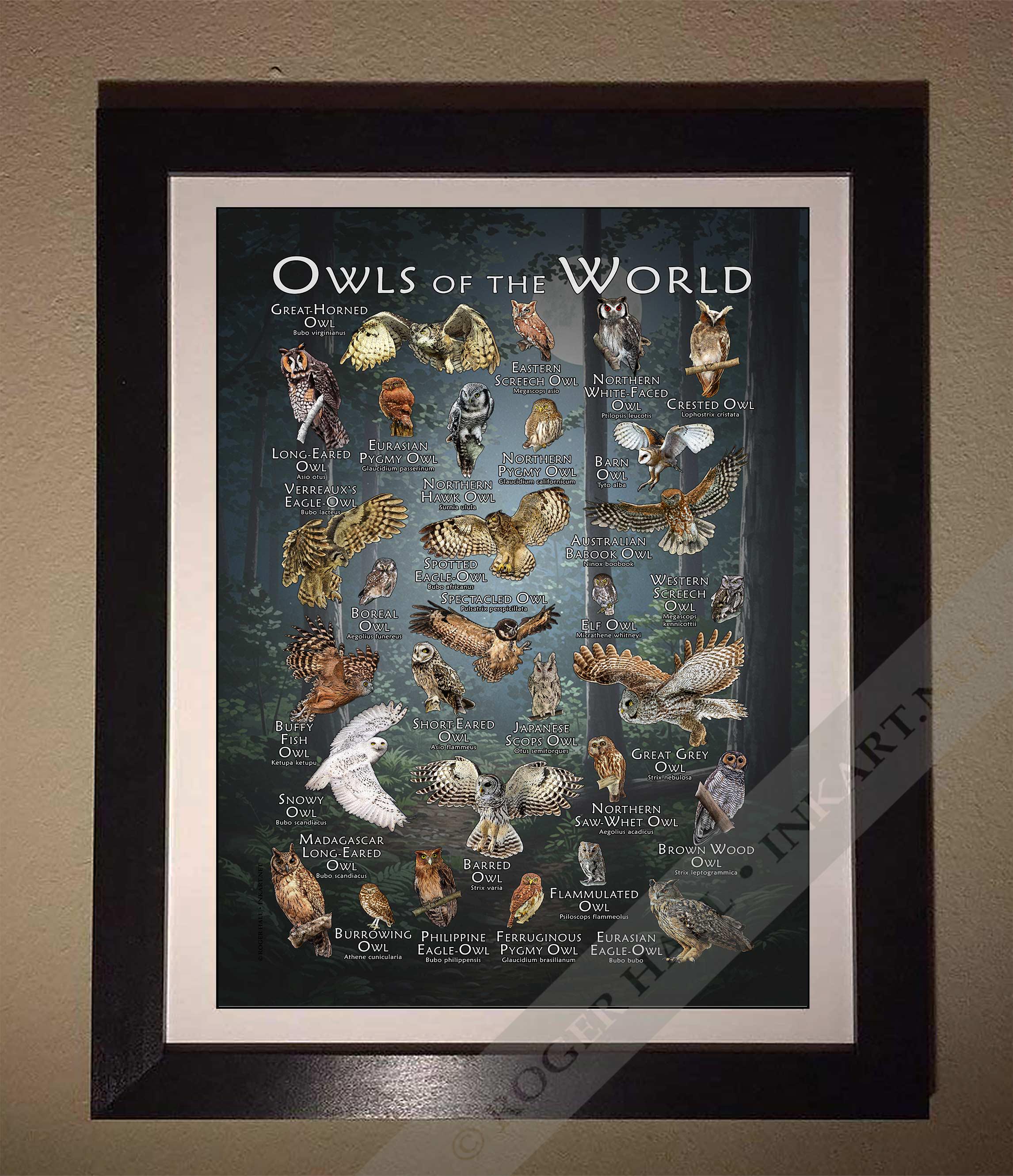世界のフクロウのポスタープリント - アーティストのサイン入り