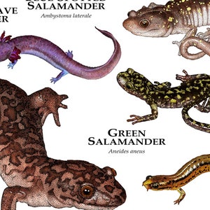 Salamanders of North America Poster Print image 3