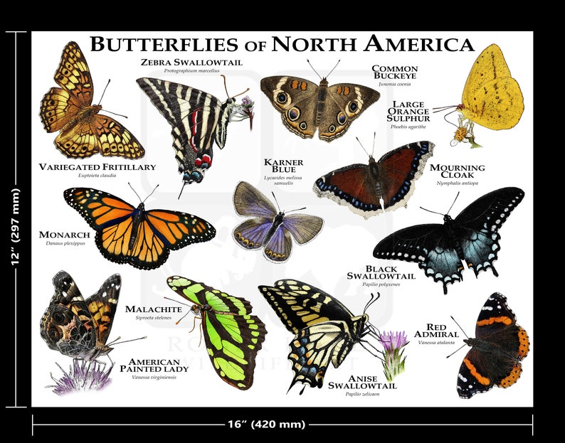 Butterflies of North America Poster Print Etsy