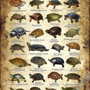 Turtle Picture Guide Freshwater Turtles of North America Art Print / Field Guide - SIGNED BY ...