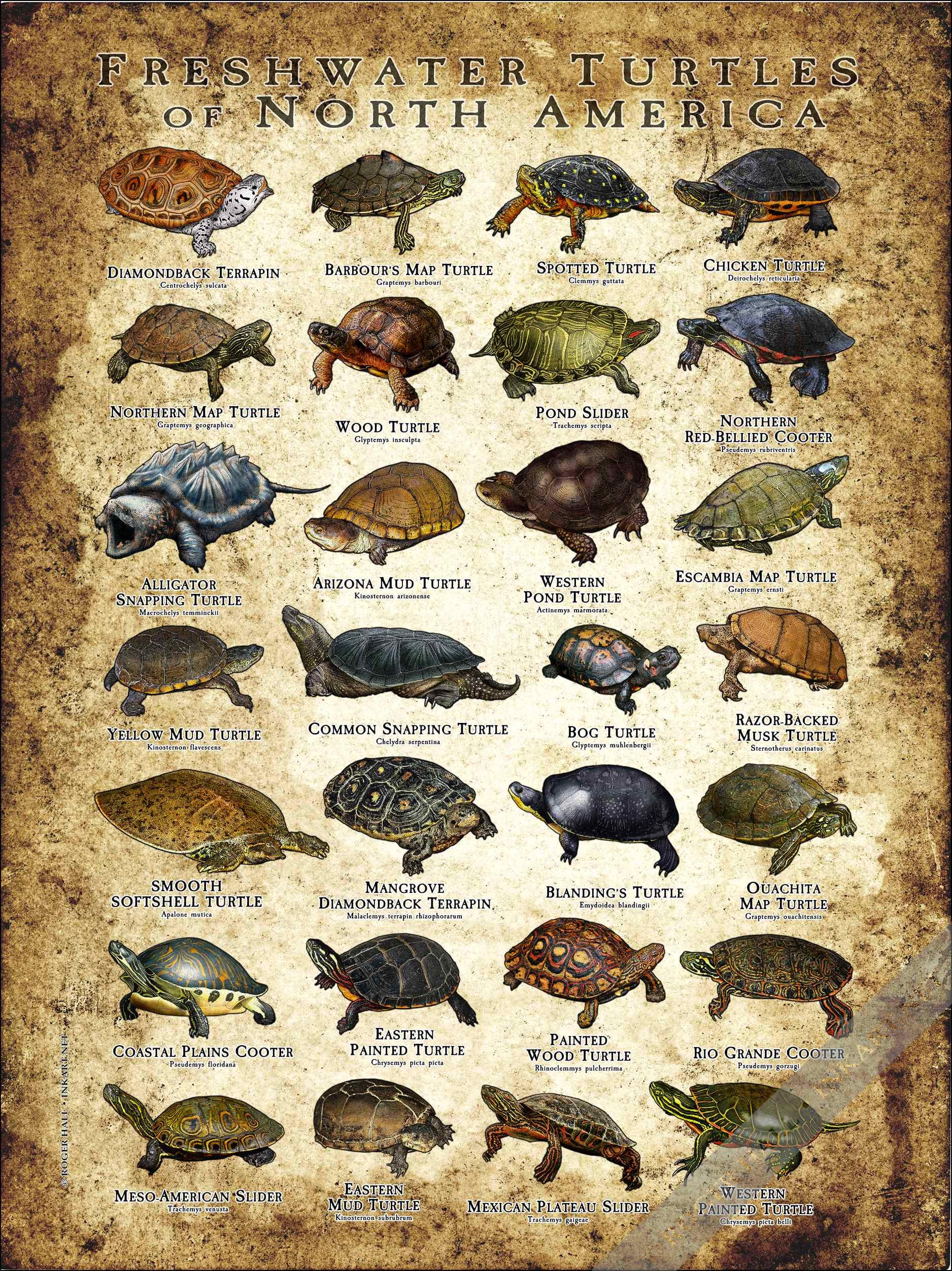 Freshwater Turtles of North America Art Print / Field Guide