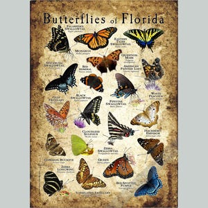 Impresión de póster/guía de campo de las mariposas de Florida: ¡FIRMADO POR EL ARTISTA!