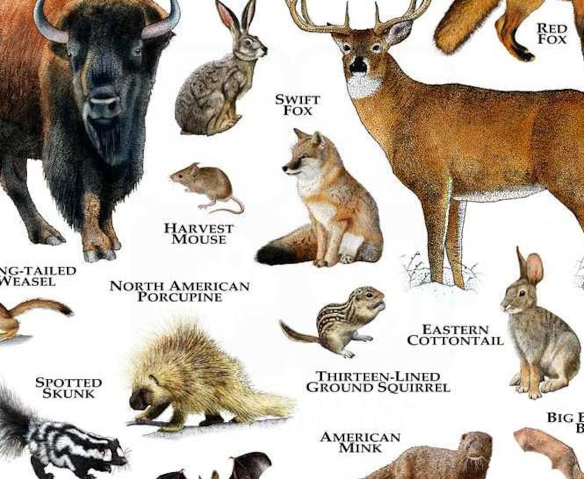 Mammals of Oklahoma Poster Print / Oklahoma Mammals Field Etsy