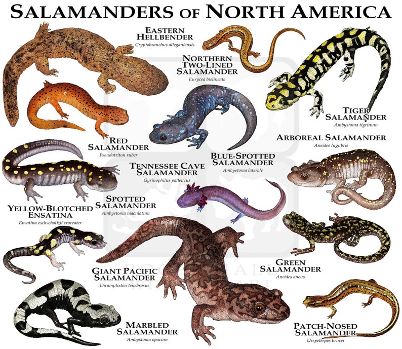 Salamanders of North America Poster Print White