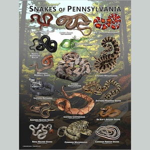 Snakes of Pennsylvania Poster Print/Field Guide - SIGNED BY ARTIST!