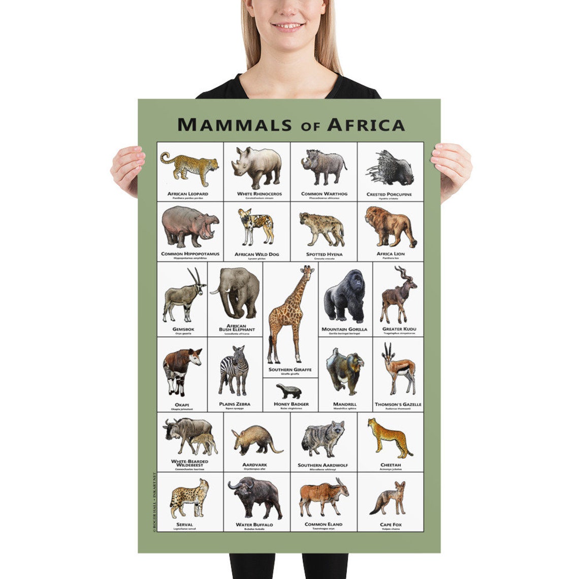 Mammals of the African Art Print / Field Guide - Etsy UK