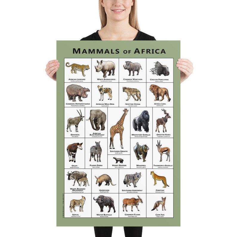 Mammals of the African Art Print Field Guide