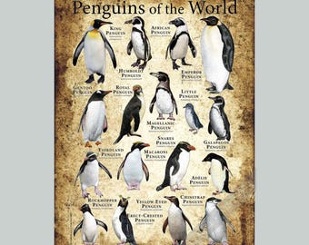 Penguins of The World Poster Print - SIGNED BY ARTIST!