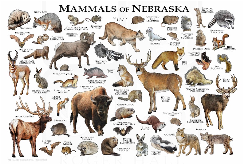Mammals of Nebraska Poster Print / Nebraska Mammals Field Etsy