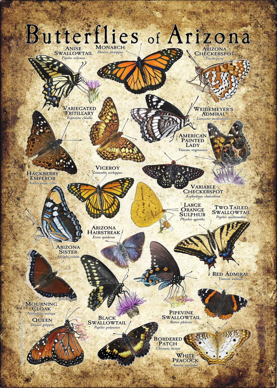 Butterflies of Arizona Poster Print Field Guide Etsy