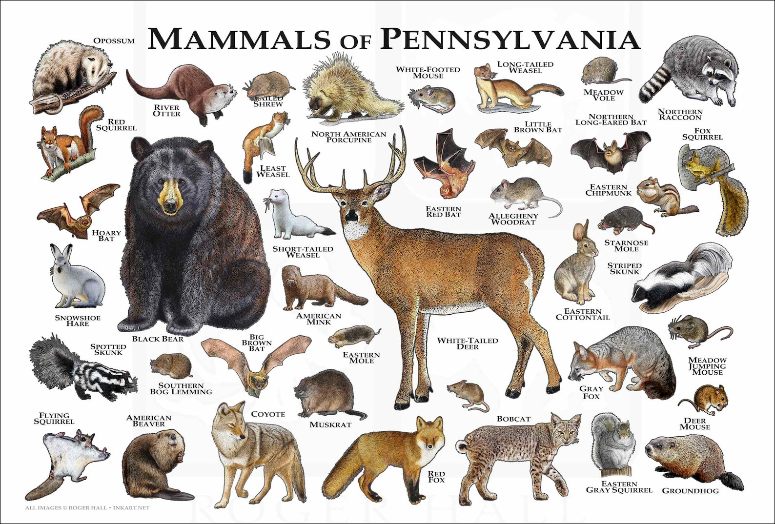 Mammals of Pennsylvania Poster Print / Pennsylvania Mammals Etsy