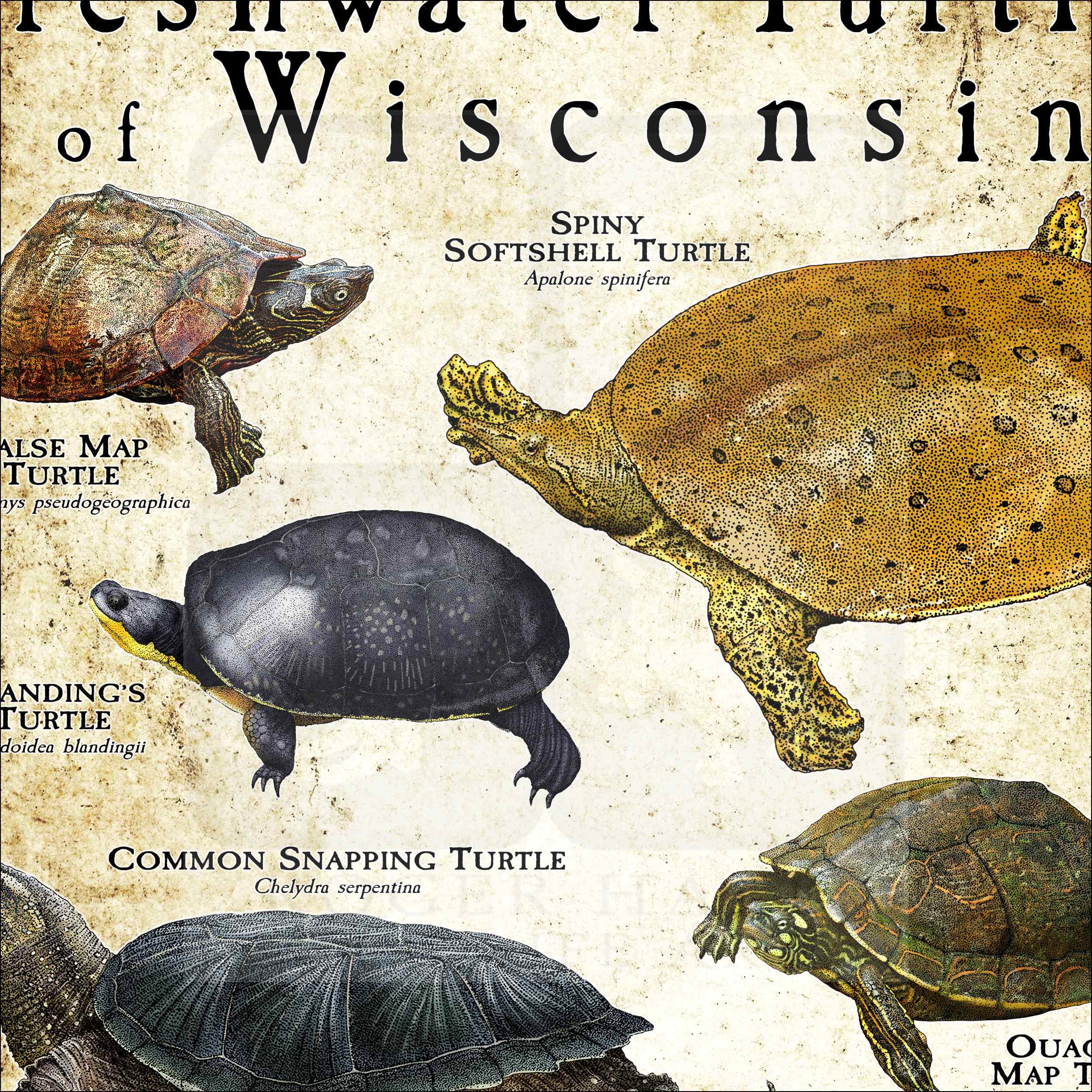 Freshwater Turtles of Wisconsin Poster Print/field Guide - SIGNED BY ...