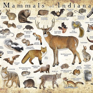 Mammals of Indiana Poster Print / Indiana Mammals Field Guide / Animals of Indiana - SIGNED BY ARTIST!