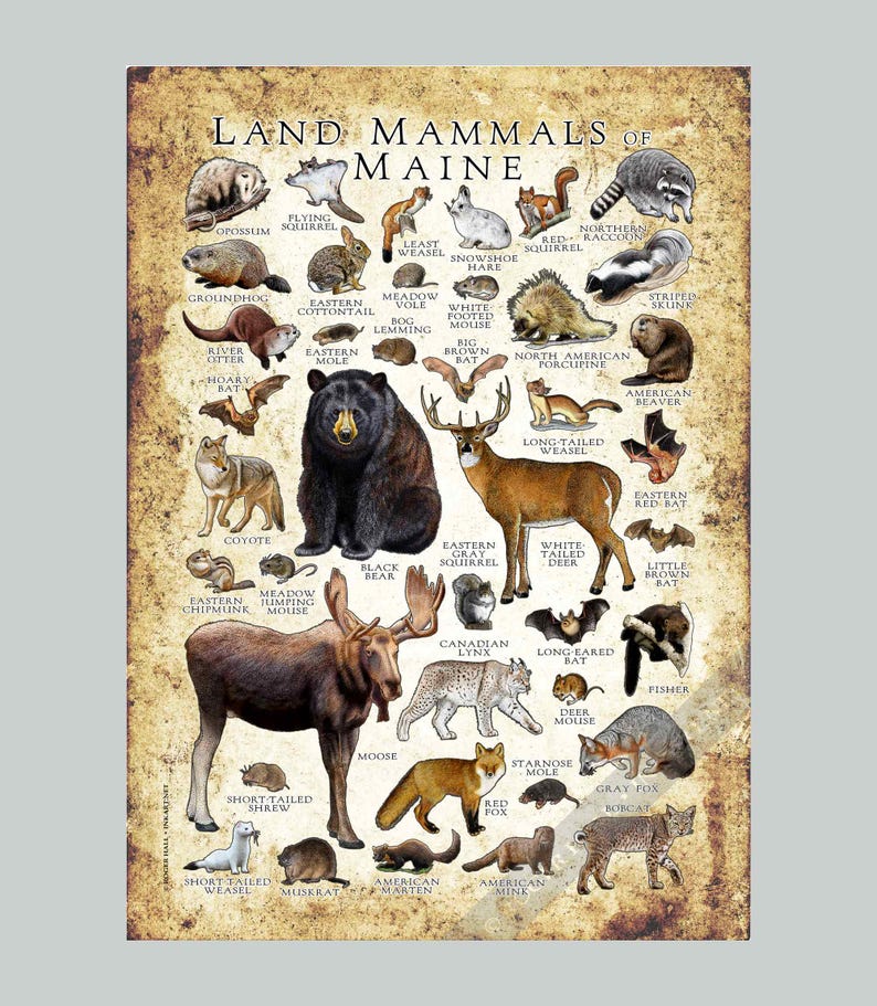 Maine Mammals Poster Print: Signed Field Guide Art - Etsy