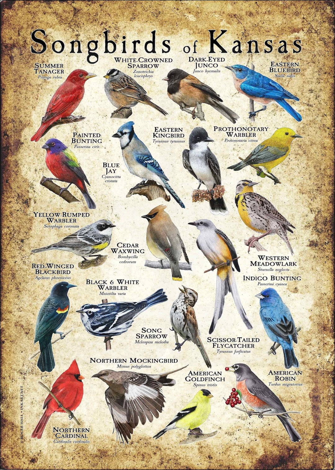 Songbirds of Kansas Poster Print Field Guide Etsy