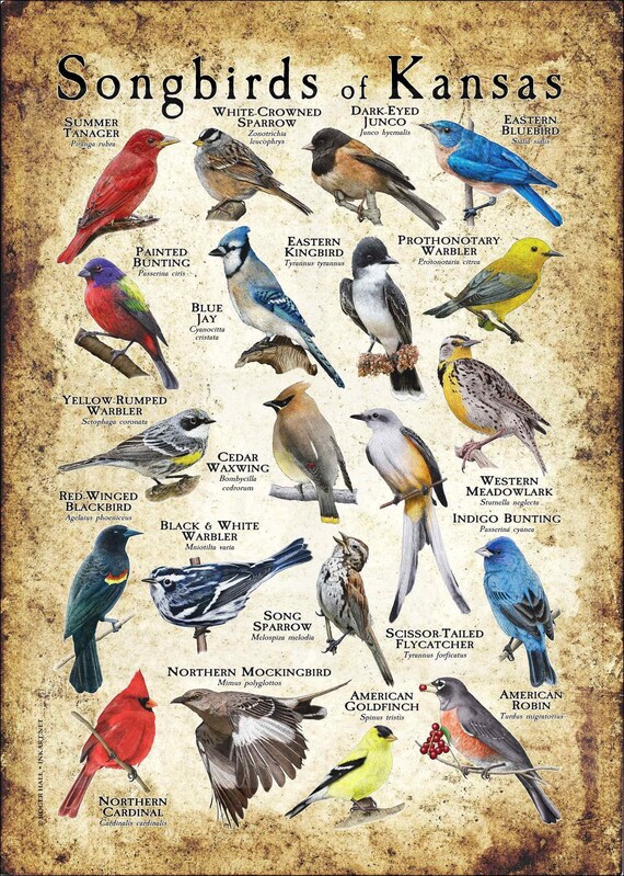 comings SONGBIRDS 7inch 歌詞カード付き Songbirds of Kansas Poster Print/field Guide - SIGNED BY ARTIST