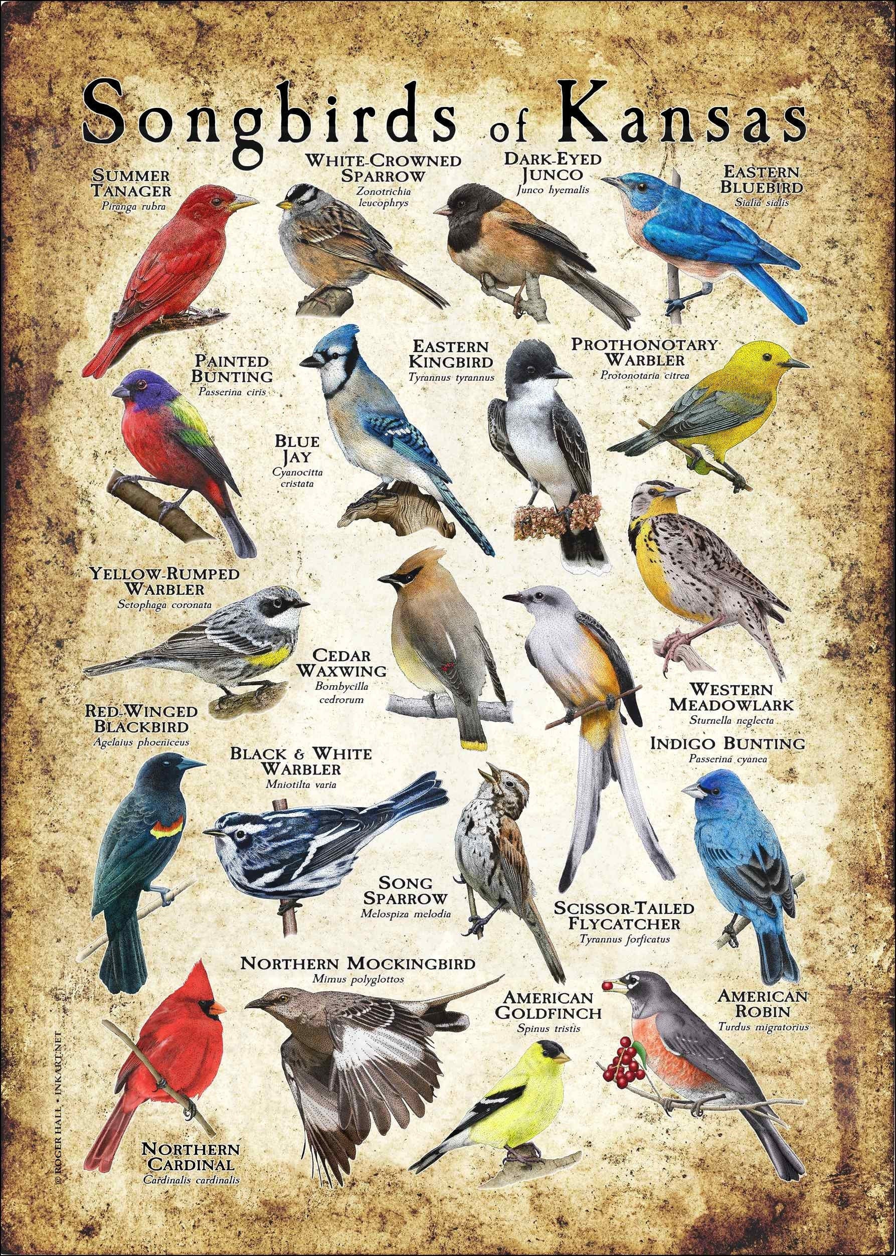 comings SONGBIRDS 7inch 歌詞カード付き Songbirds of Kansas Poster Print/field Guide - SIGNED BY ARTIST