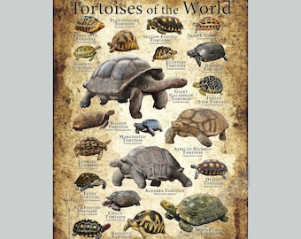 Tortoises of the World Poster Druck - SIGNIERT VOM KÜNSTLER