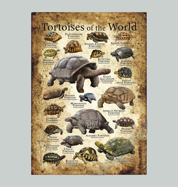 Tortoises of the World Poster Print - SIGNED BY ARTIST - Etsy Finland